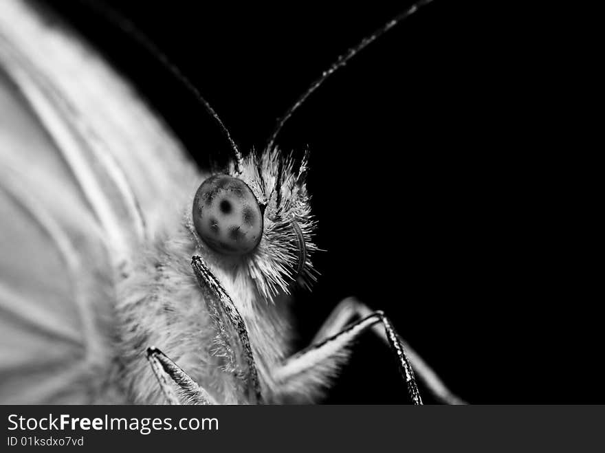 Butterfly close-up