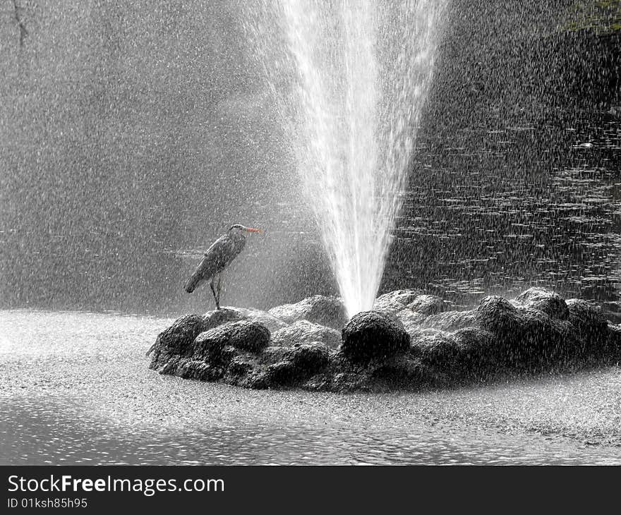 Heron Under Shower.