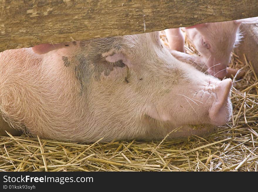 Pig peeking out from under fence. Pig peeking out from under fence