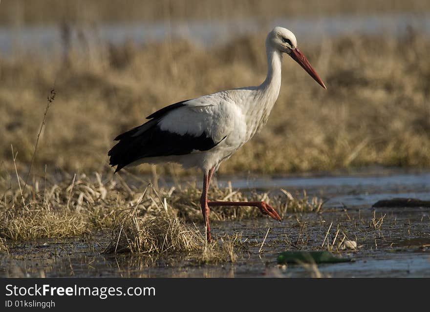 Stork