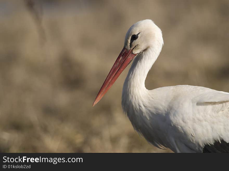 Stork