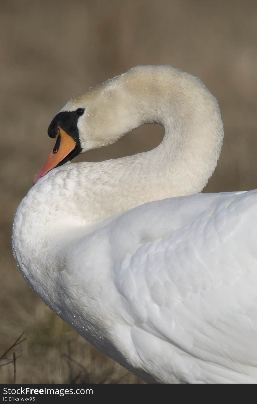 White swan with curved neck