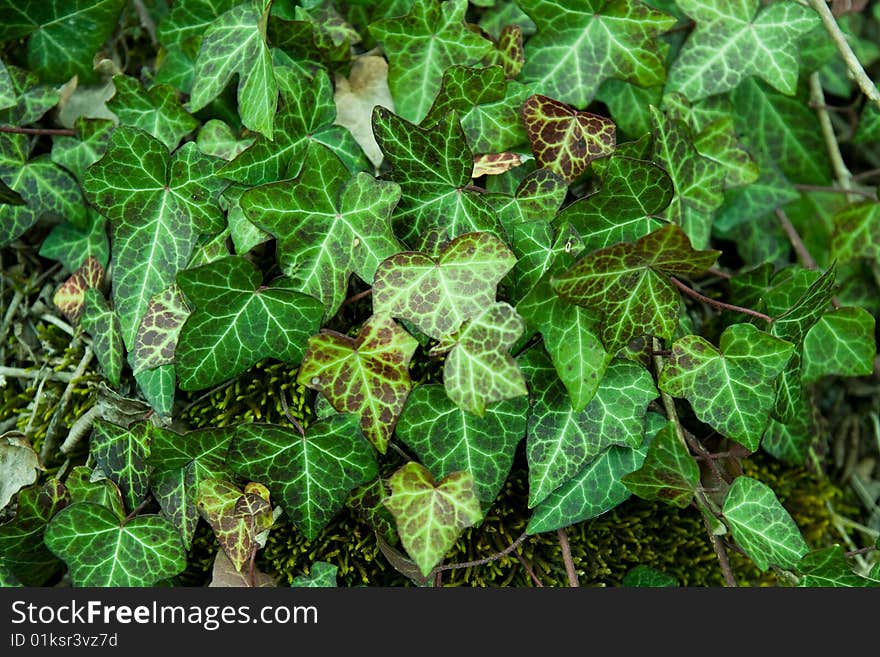 Green ivy background with moss