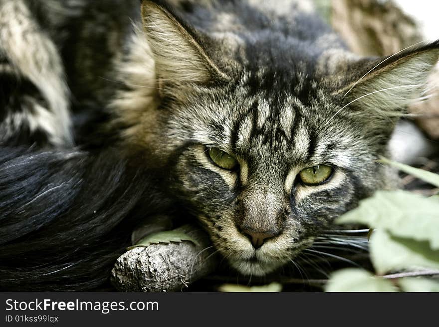 Maine coon