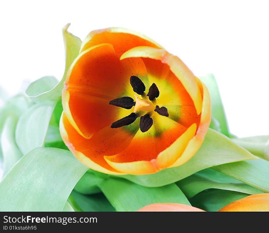 Beautiful red tulip with leaves on a white background