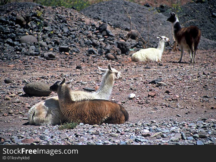 Lamas in Bolivia,Bolivia