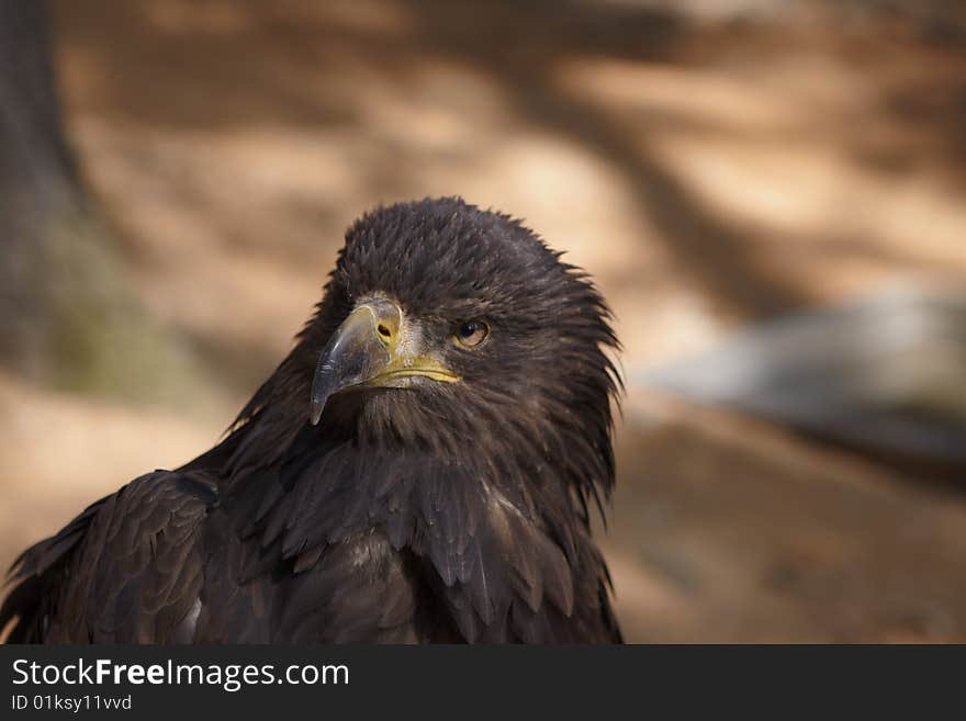 Close up of an Eagle