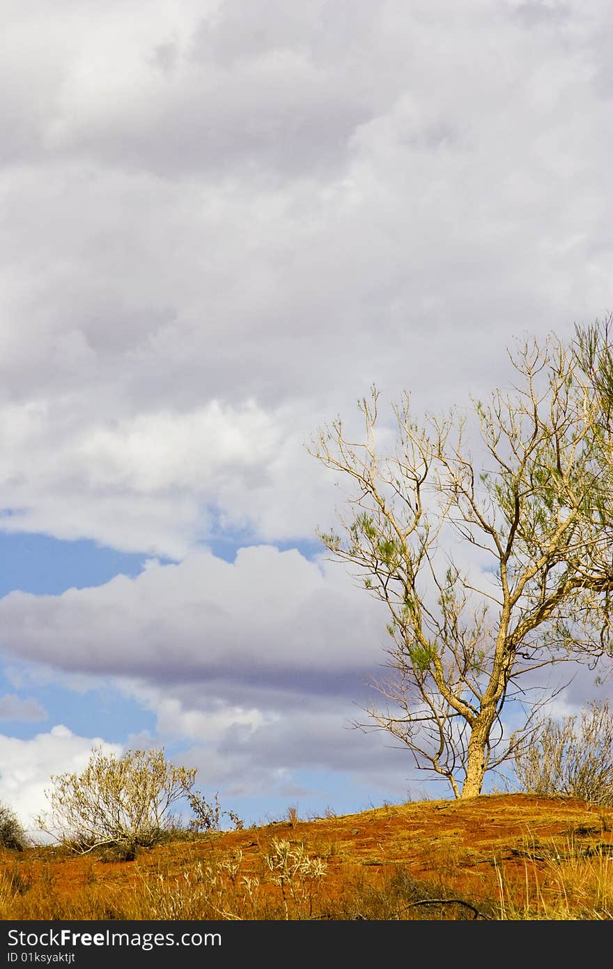 Single tree on desert hill against dark cloud formations. Single tree on desert hill against dark cloud formations.