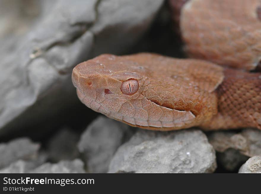 An Osage copperhead emerging from some rocks. An Osage copperhead emerging from some rocks.