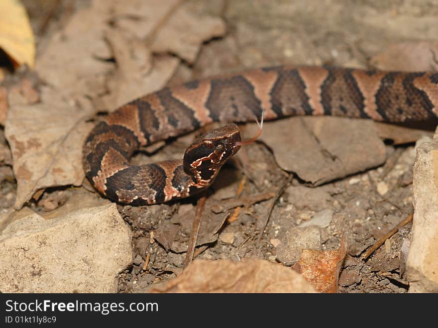 Juvenile Cottonmouth