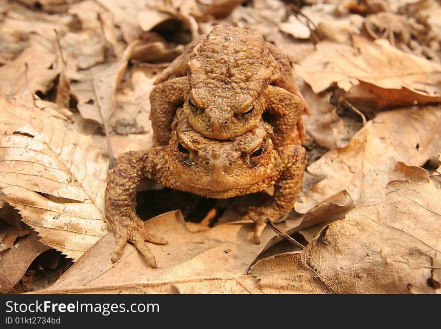 Common Toad Mating - toad male sitting on a female's back