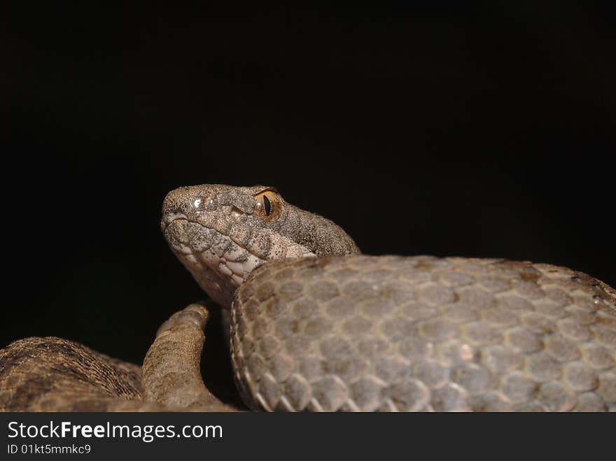 TWIN-SPOTTED RATTLESNAKE  Crotalus pricei