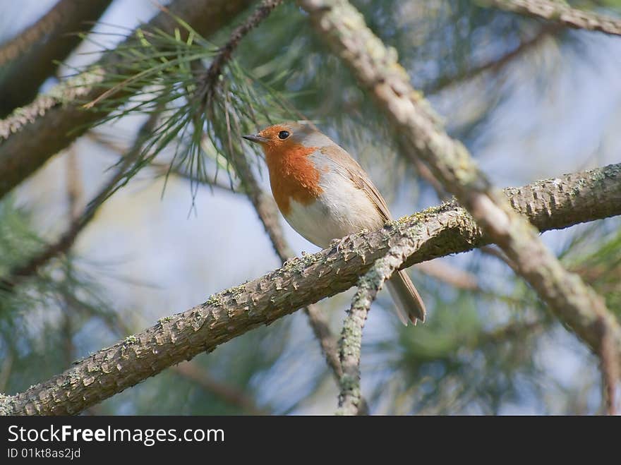 Robin In Pine Tree