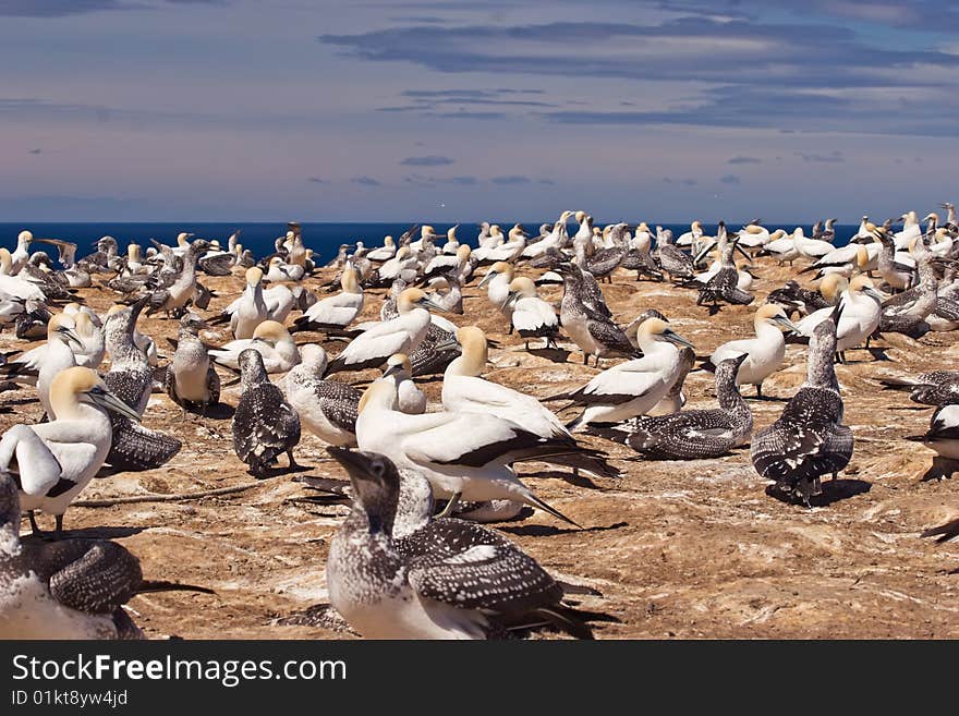 Gannets at Cape Kidnappers Gannet Colony, Hawkes Bay New Zealand. Cape Kidnappers is the largest land based colony in the world. Gannets at Cape Kidnappers Gannet Colony, Hawkes Bay New Zealand. Cape Kidnappers is the largest land based colony in the world.