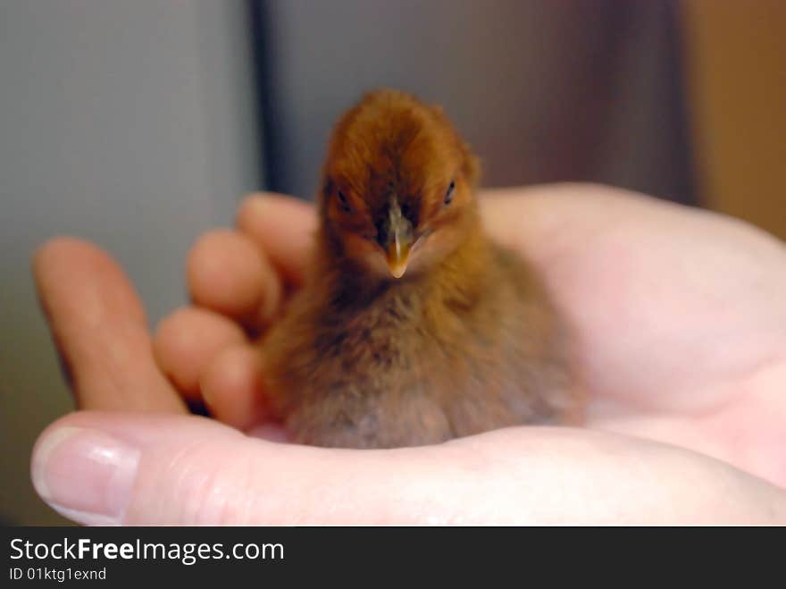 A three day old baby chicken being hand held. A three day old baby chicken being hand held