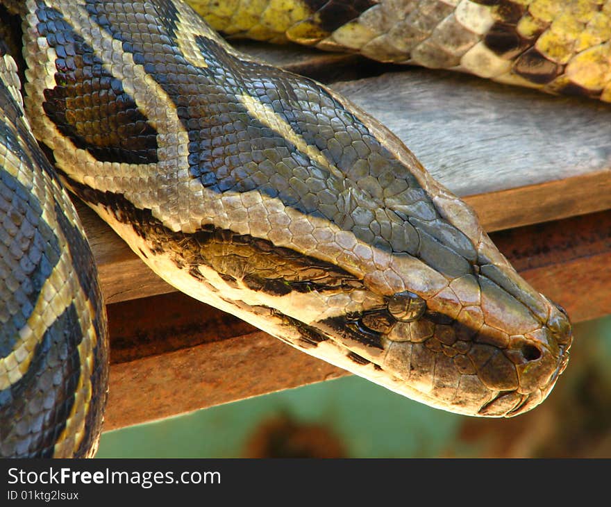 Python Boa Constrictor Close-up