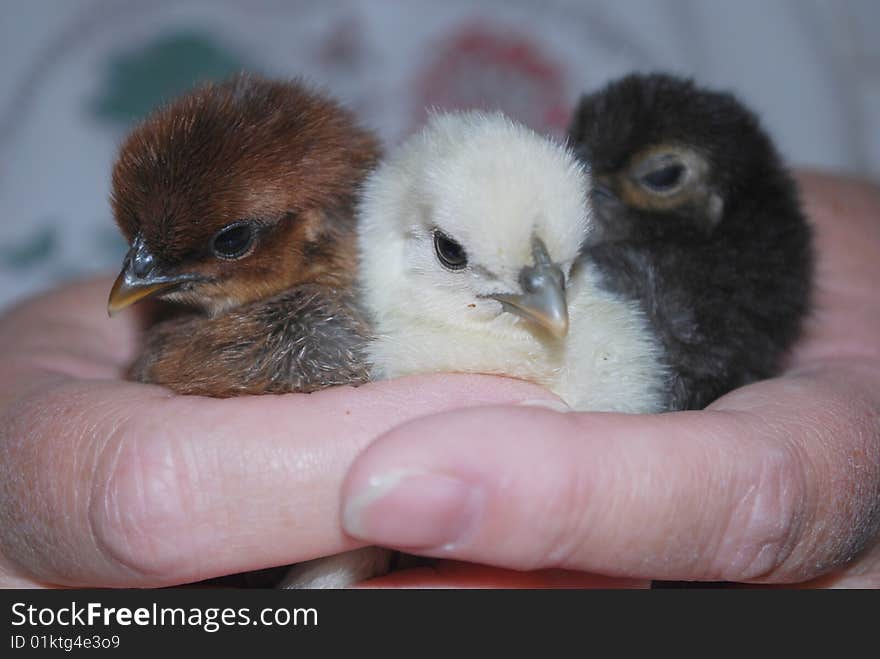 Cute three day baby chicks being hand held. Cute three day baby chicks being hand held