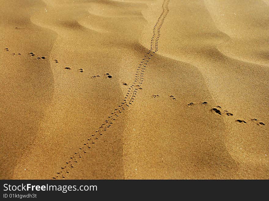 Animal foot print in desert