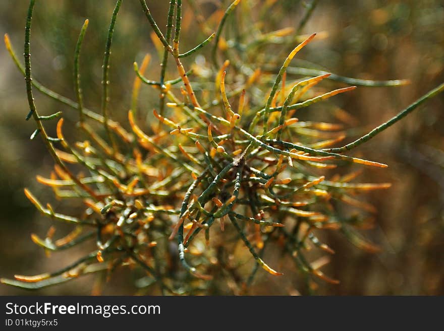 Desert plant