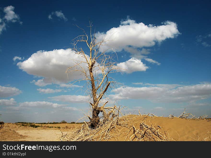 Ddiversifolia populus in the desert. Ddiversifolia populus in the desert.