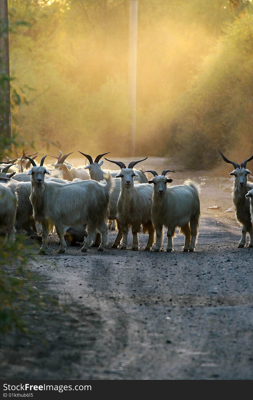 Sheep look at you under golden sun shine. Sheep look at you under golden sun shine.