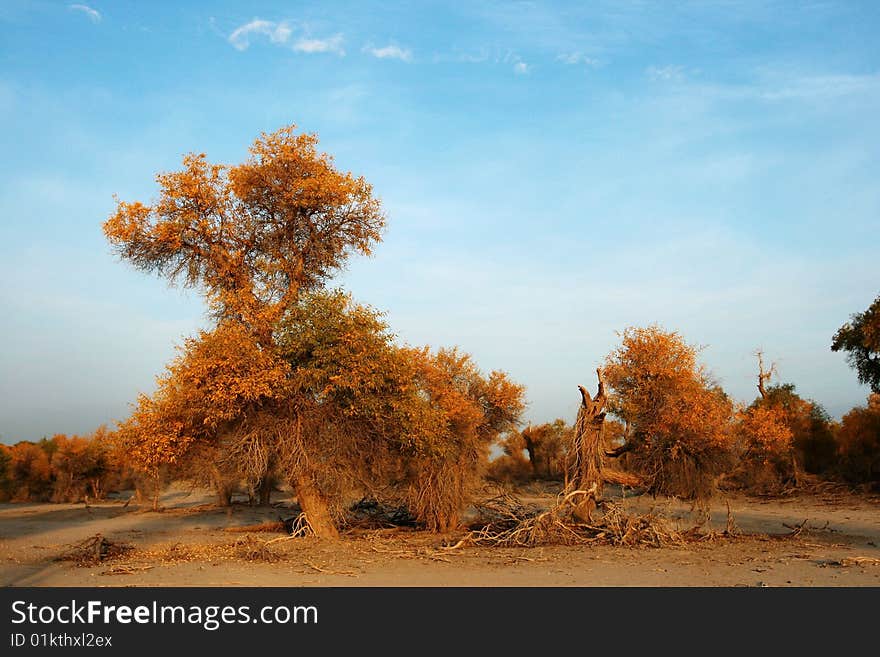 Diversifolious poplar is the dominant native. woody species distributed in the desert of Taklamakan, south of Xinjiang province, China. Diversifolious poplar is the dominant native. woody species distributed in the desert of Taklamakan, south of Xinjiang province, China.