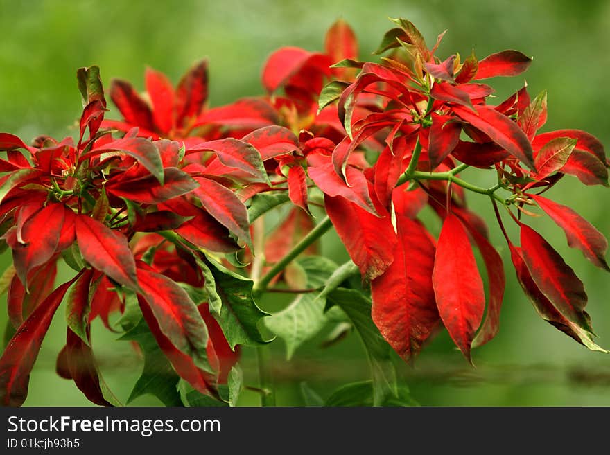 Close-up of red leaves