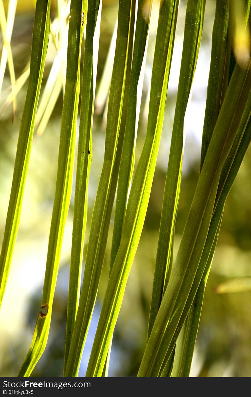 Coconut leaves