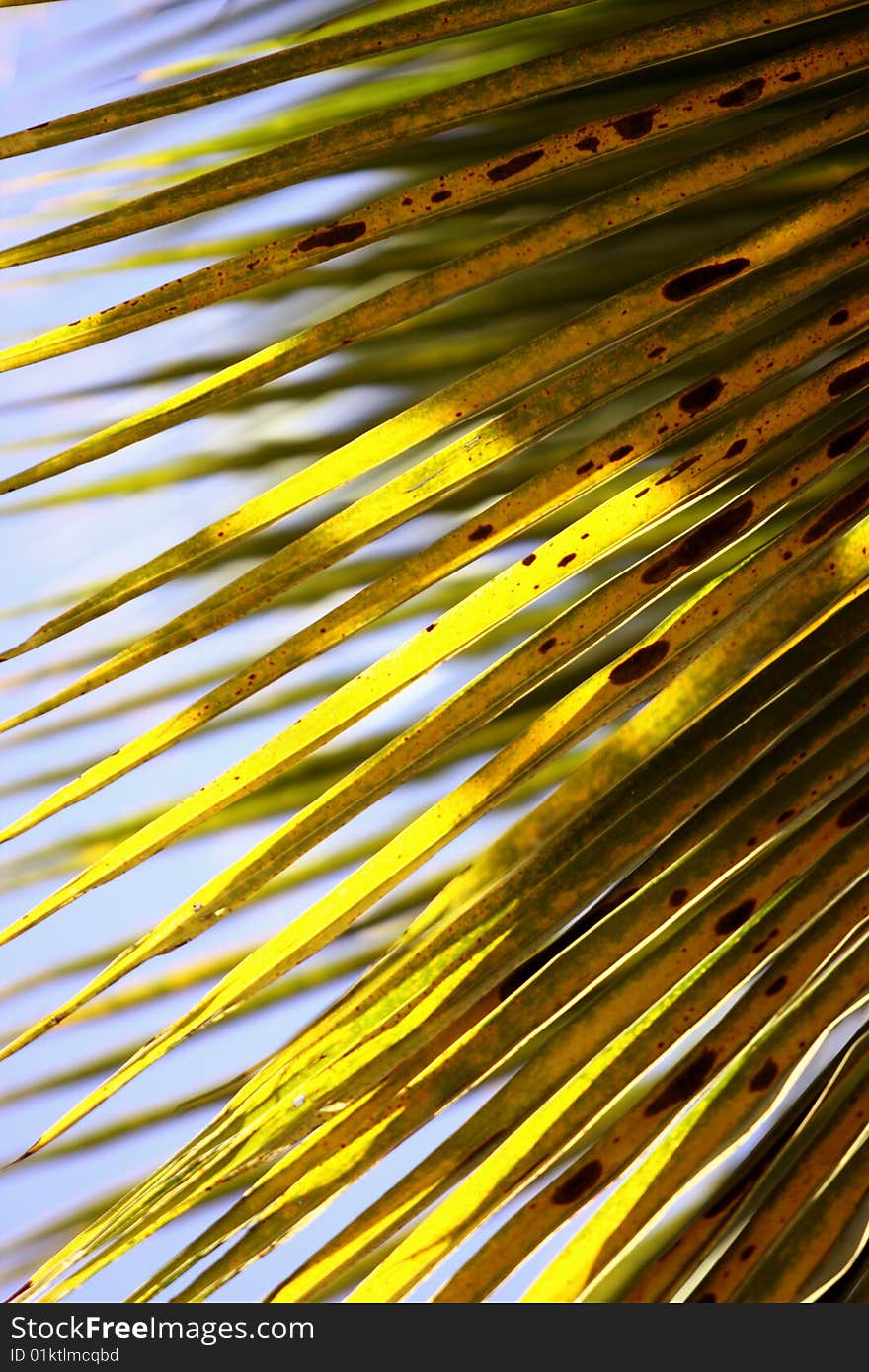 Coconut leaves