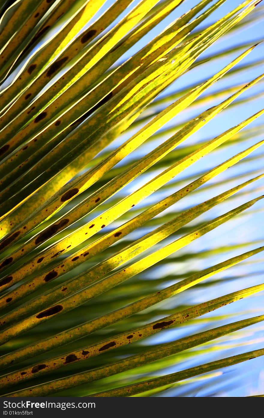 Close up of Coconut leaves