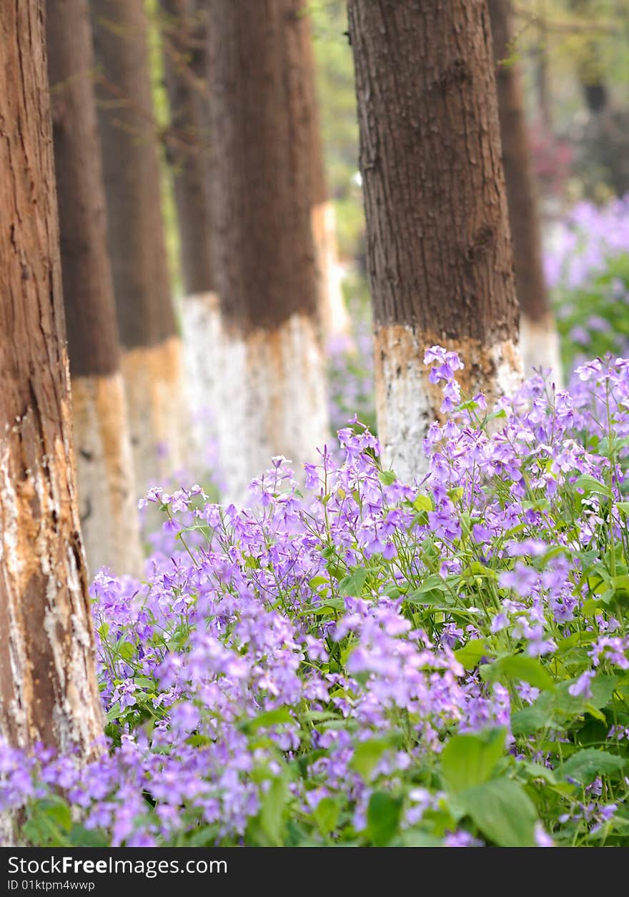 The purple bloom in the grove