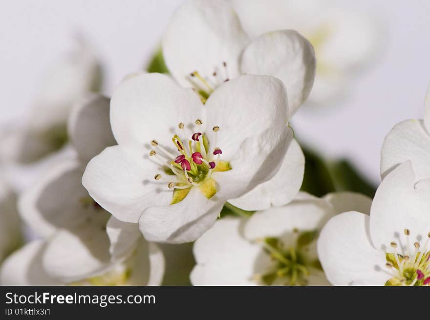 Branch with pear blossom