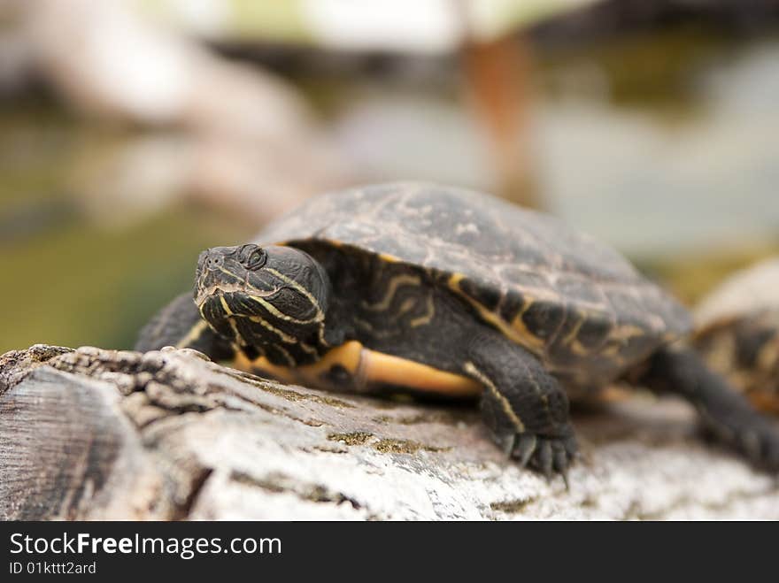 A small turtle bathing in the sun ...