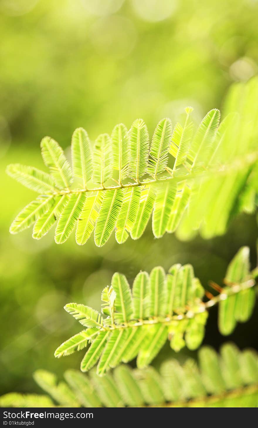 Close up of green leaves