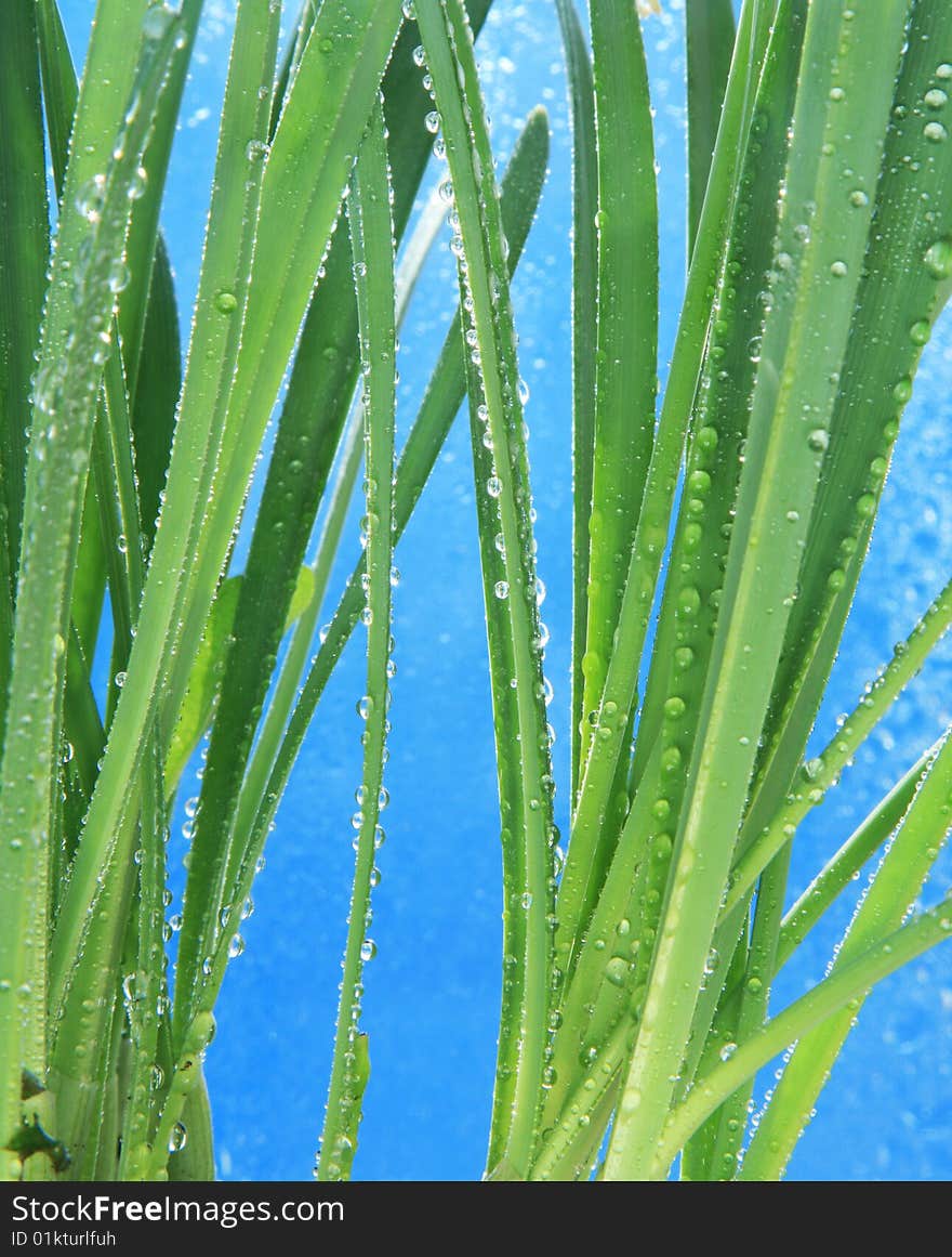 Macro photo of greens with water drops. Macro photo of greens with water drops