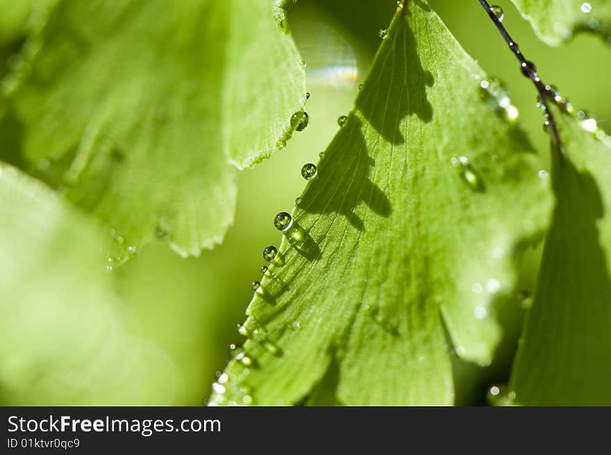 Green leaf with drops of water, macro