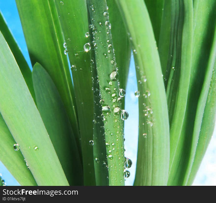 Water drops