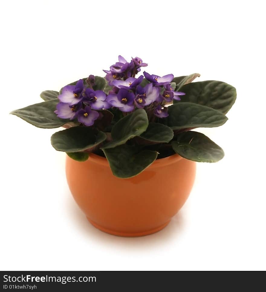 Red pot with violet isolated over white