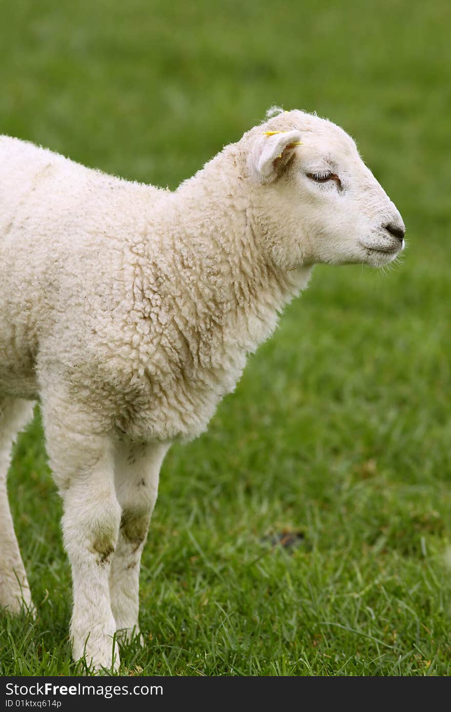 Farm animals: cute little lLamb standing in the grass