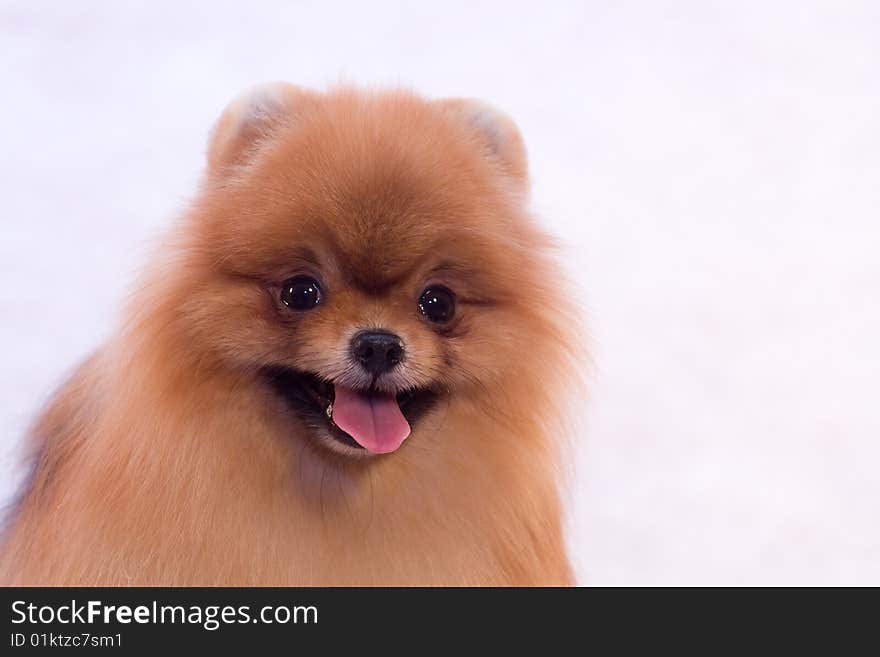 Pomeranian spitz