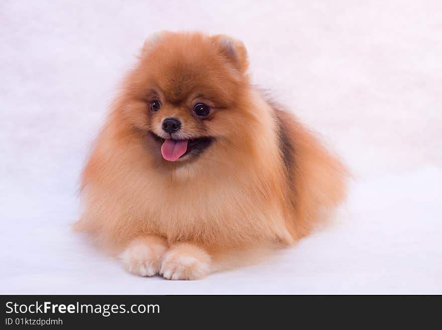 Pomeranian spitz