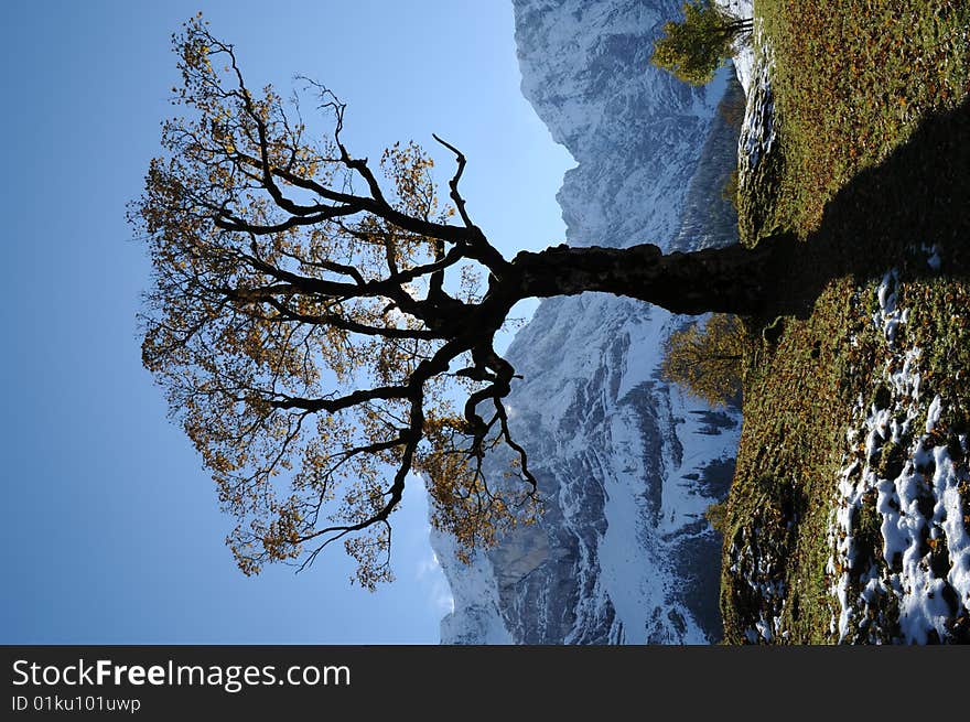 A view at a maple tree in the mountains. A view at a maple tree in the mountains.