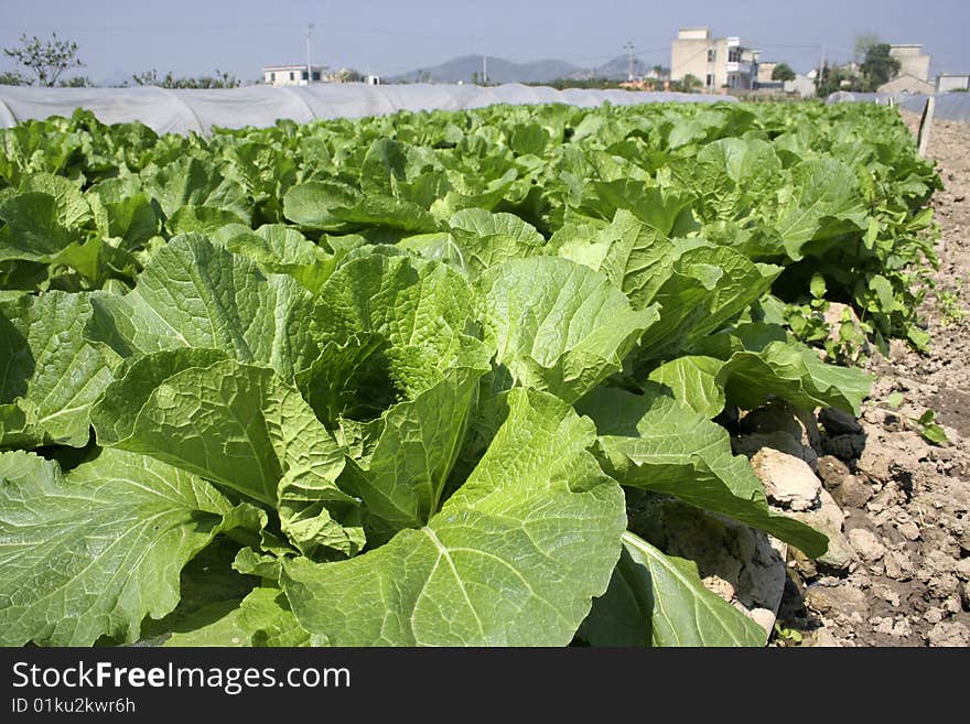 Vast vegetable field in spring.