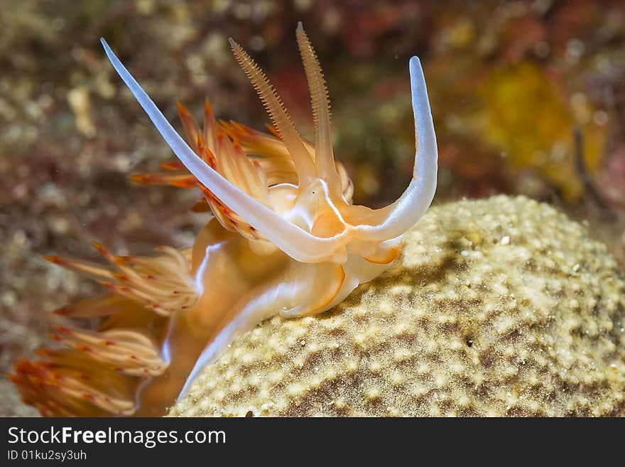 Nudibranch (Dondice banyulensis)