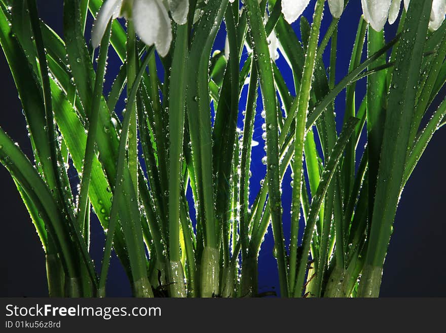 snowdrops with water drops on blue background. snowdrops with water drops on blue background