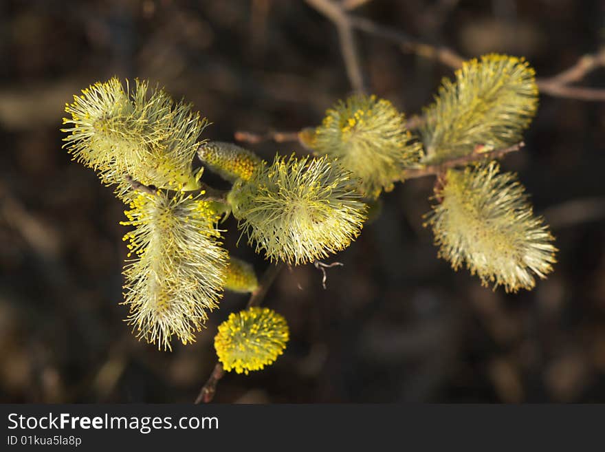 Blossom pussy willow in spring