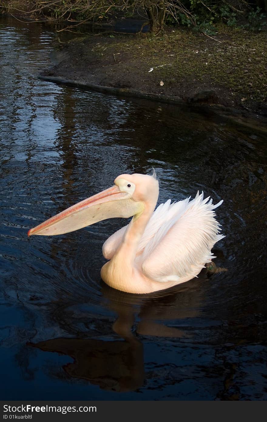 A white pelican swimming in a pool. A white pelican swimming in a pool.