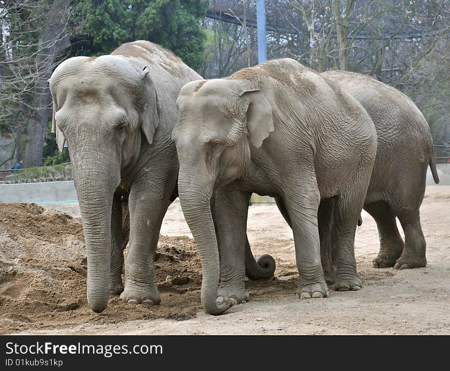 Three huge elephants on sand