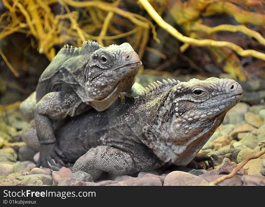 Iguanas