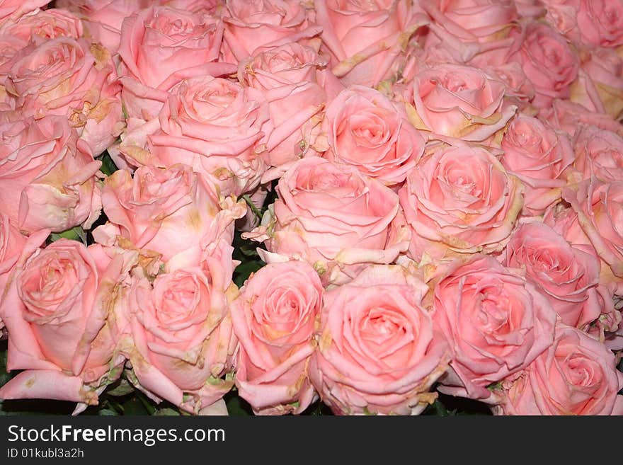 Bed of Pink Roses